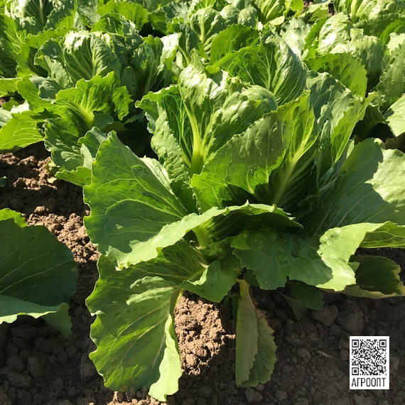 Кранчита семена салата ромэн продукт