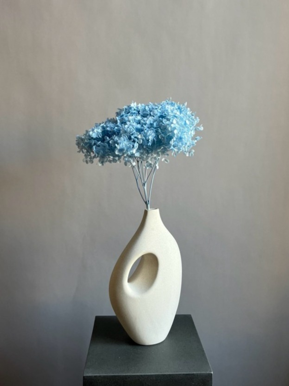 Гортензия стабилизированная голубая