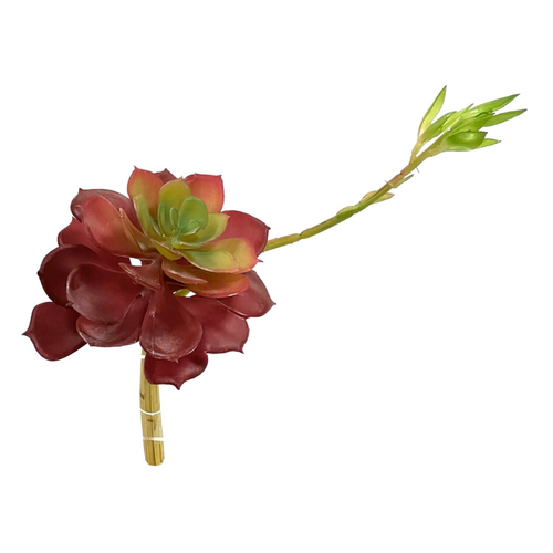 Суккулент 103 красный