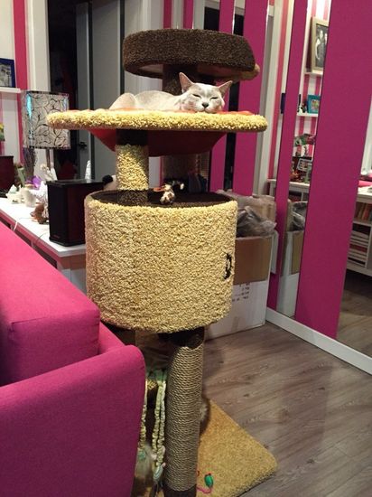 Домик для кота И-86