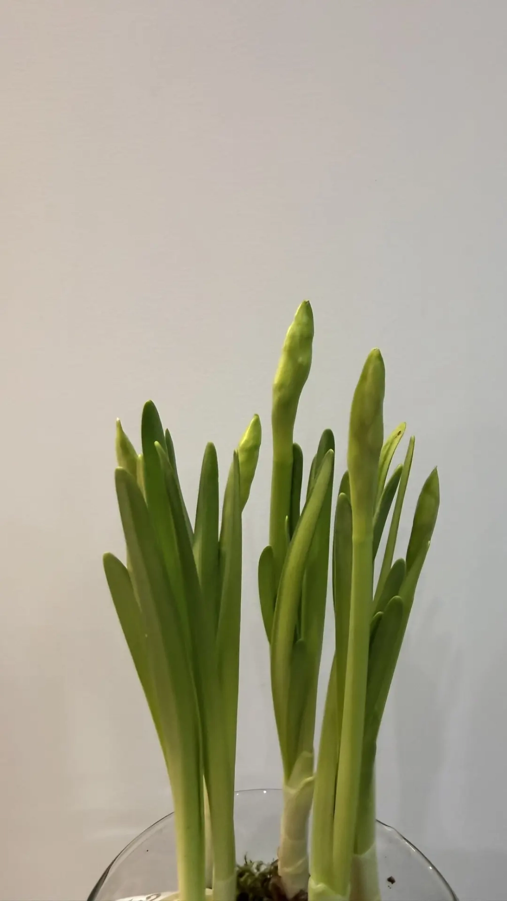 Композиция с луковичными нарциссами в вазе