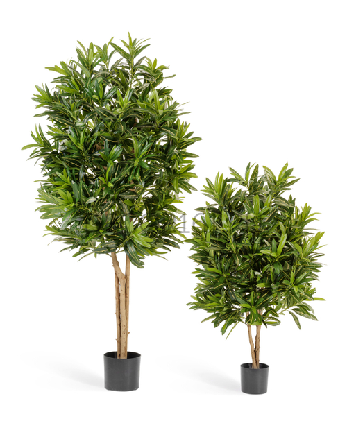 Кротон Голдфингер 155 см 2/2 10.37405N