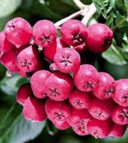 Рябина Гранатная (ОКС)