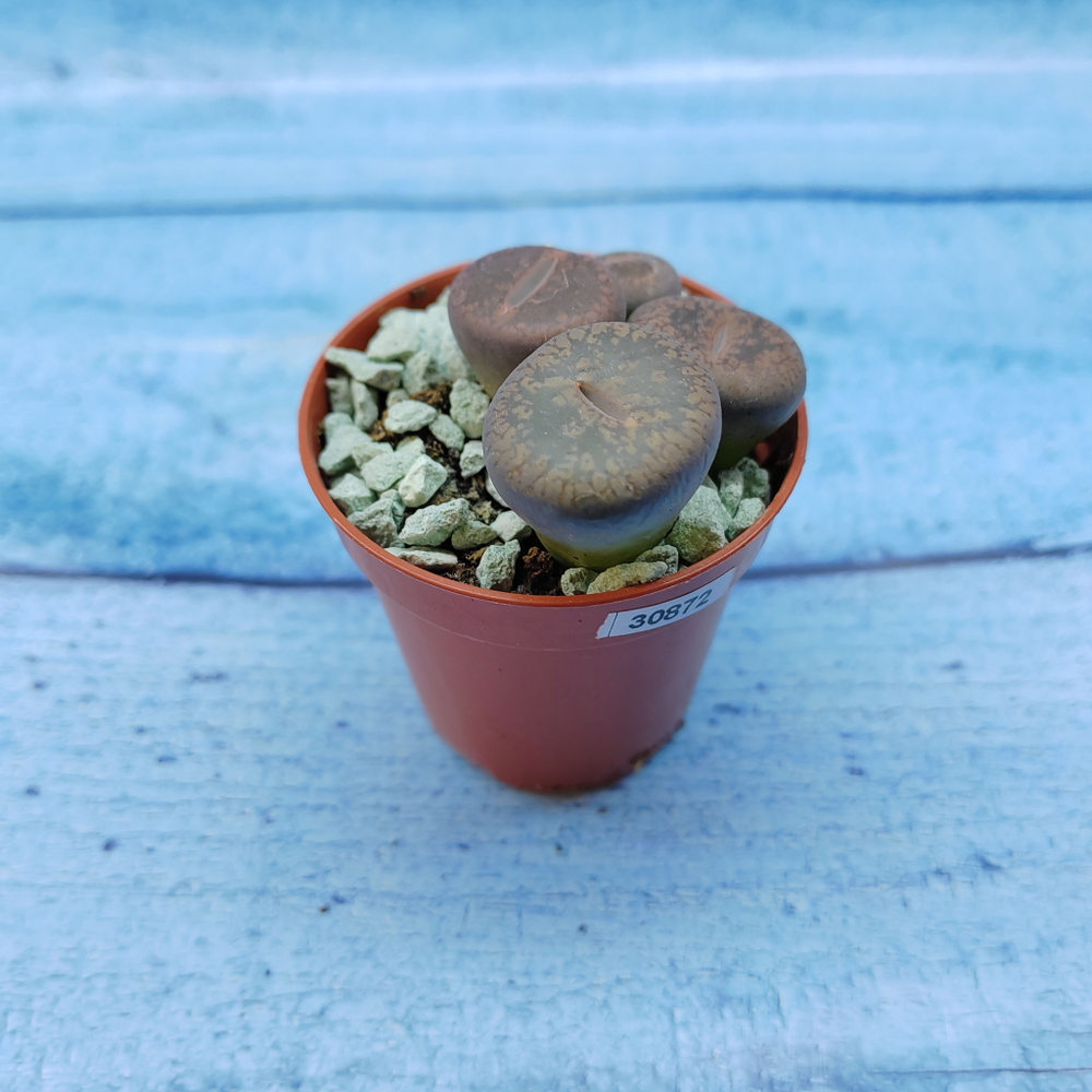 Lithops sp. (Литопсы)
