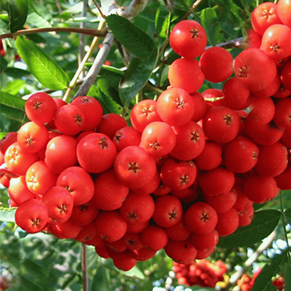 Рябина Алая крупная С5 Закупка М69 июнь 2026