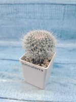 Mammillaria Hahniana (Маммилярия)