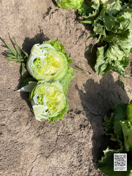 Асмара семена салата айсберг (Rijk Zwaan / Райк Цваан) в поле – фото 5