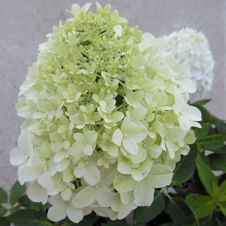 Гортензия метельчатая Литтл Споки