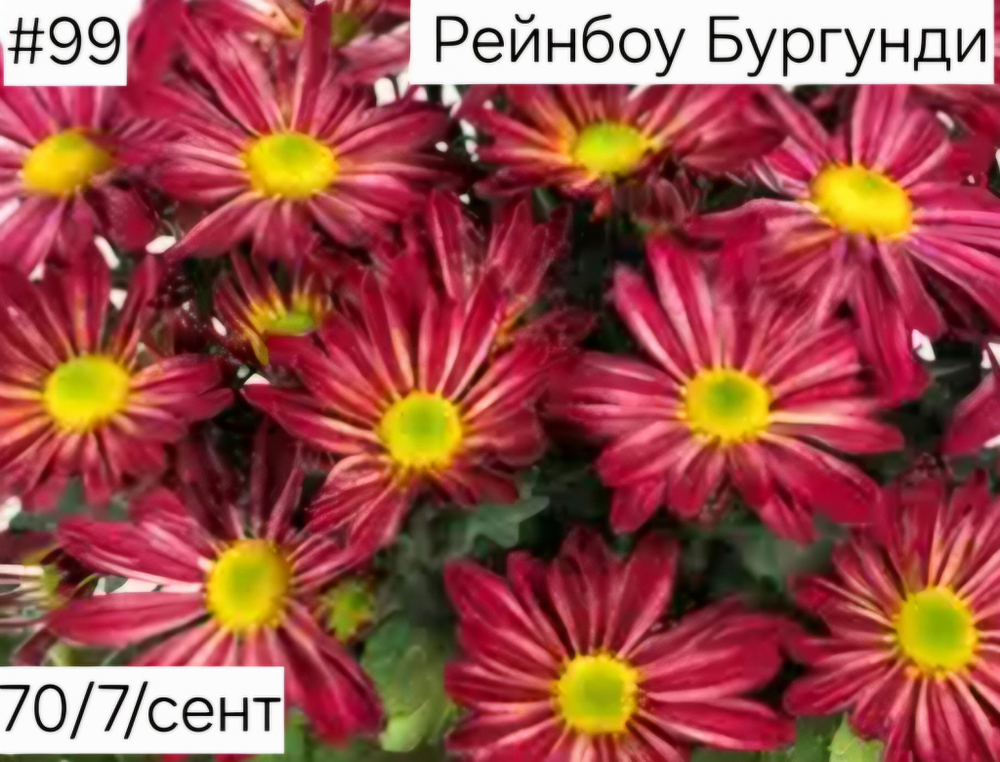РЕЙНБОУ БУРГУНДИ №99 КОРЕЙСКАЯ ХРИЗАНТЕМА