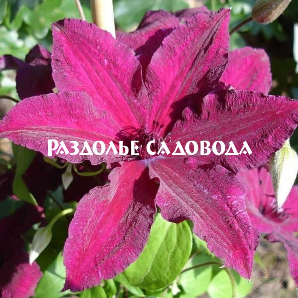 Клематис крупноцветковый Рутель