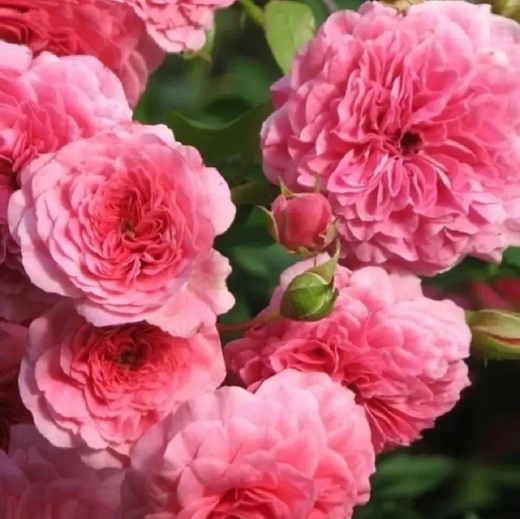 Роза Четыре сезона Закупка М16 июнь 2026