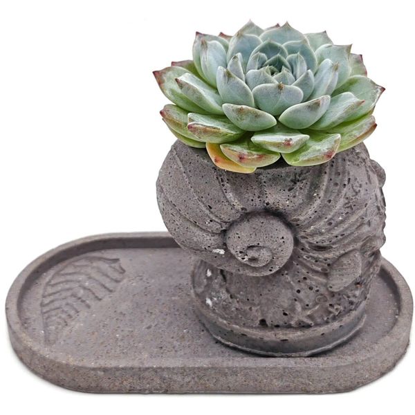 Живой суккулент из коллекции EnjoyPlants 177563