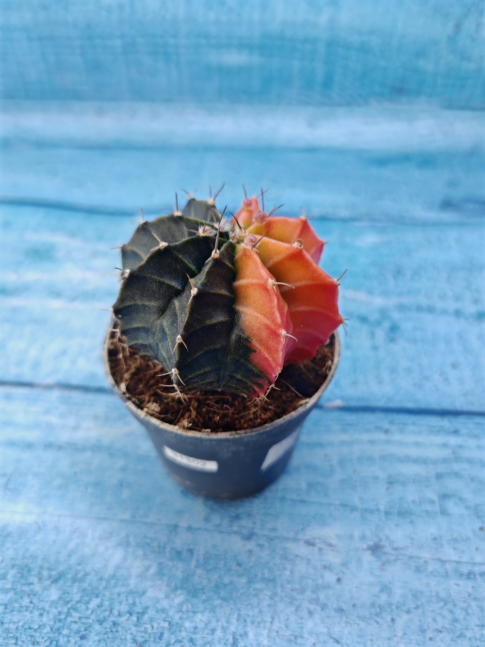 Gymnocalycium Variegata (Гимнокалициум Вариегатный)