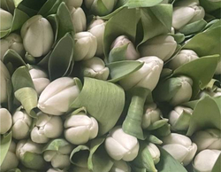 Банч 100 тюльпанов белых