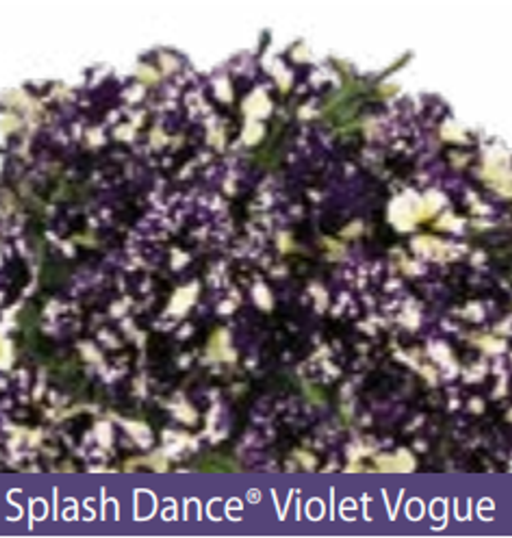 ЕВРО Petunia Splash Dance Violet Vogue укорененный черенок середина декабря 25
