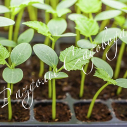 Огурец Драгун F1 (цена за 6 штук)