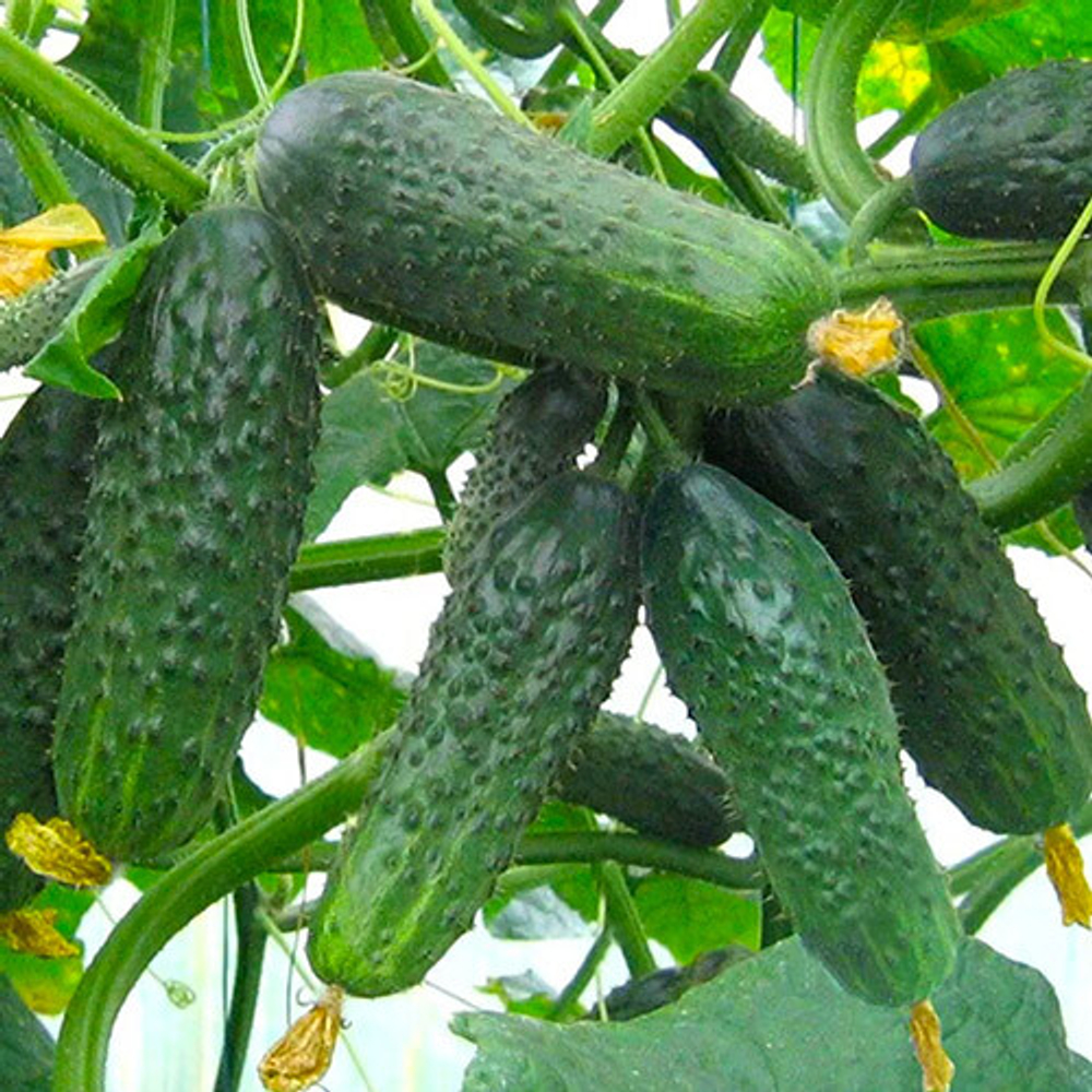 Семена огурца Сатина F1, Nunhems, 7 шт.