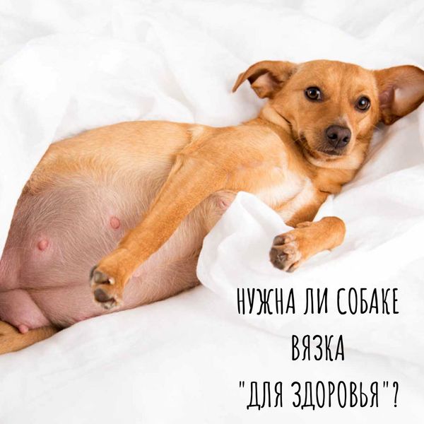 Нужна ли собаке вязка "для здоровья" Нужна ли собаке вязка "для здоровья"