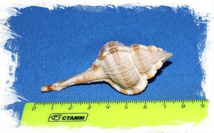 Хаустеллум Дентифер