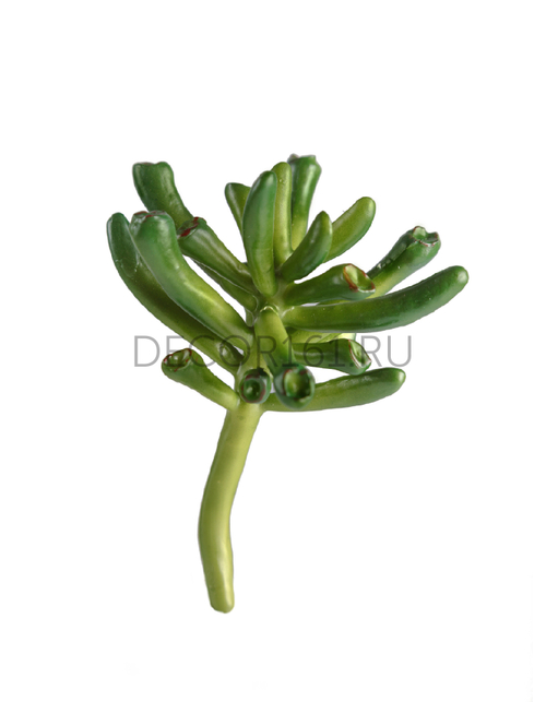 Мини-суккулент Крассула Хоббит в-7,5, д-9 см 24/288 30.0610034