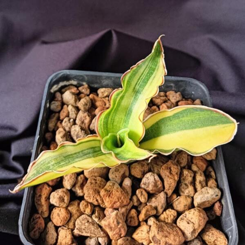 Сансевиерия ANGOLA VAR