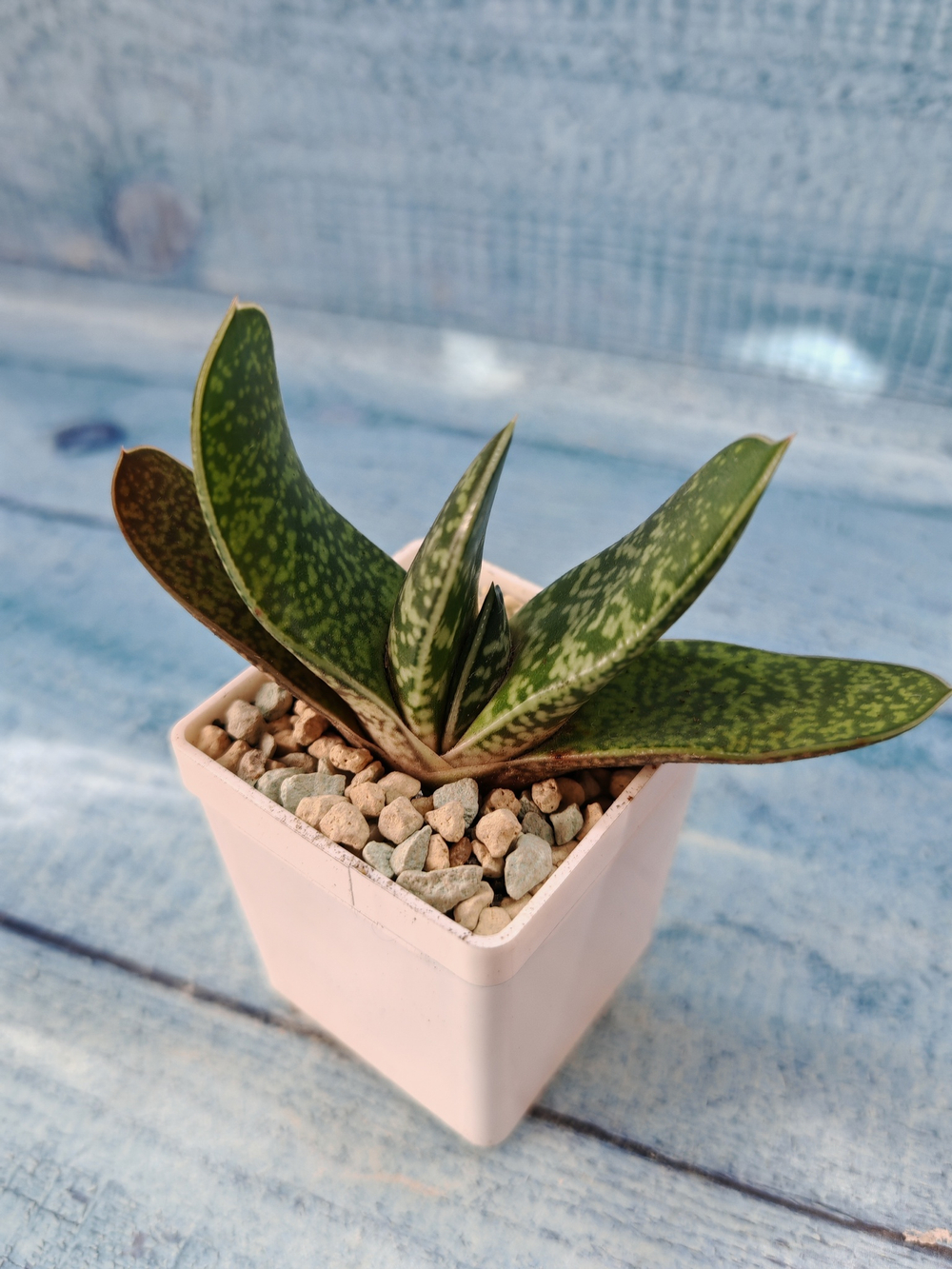 Gasteria Minima (Гастерия)