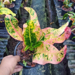 Кротон RANGSAN