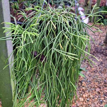 Рипсалис BACCIFERA BACCIFERA