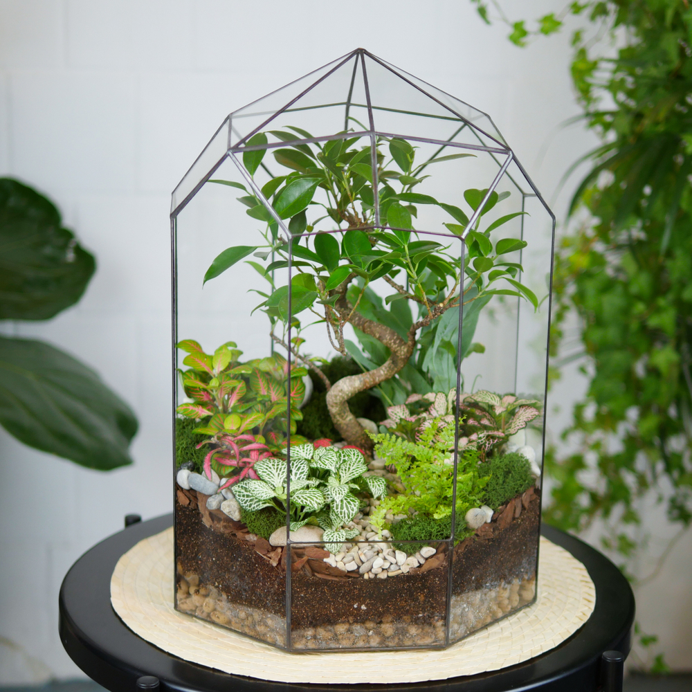 Готовый флорариум Ботанический сад Фикус XL