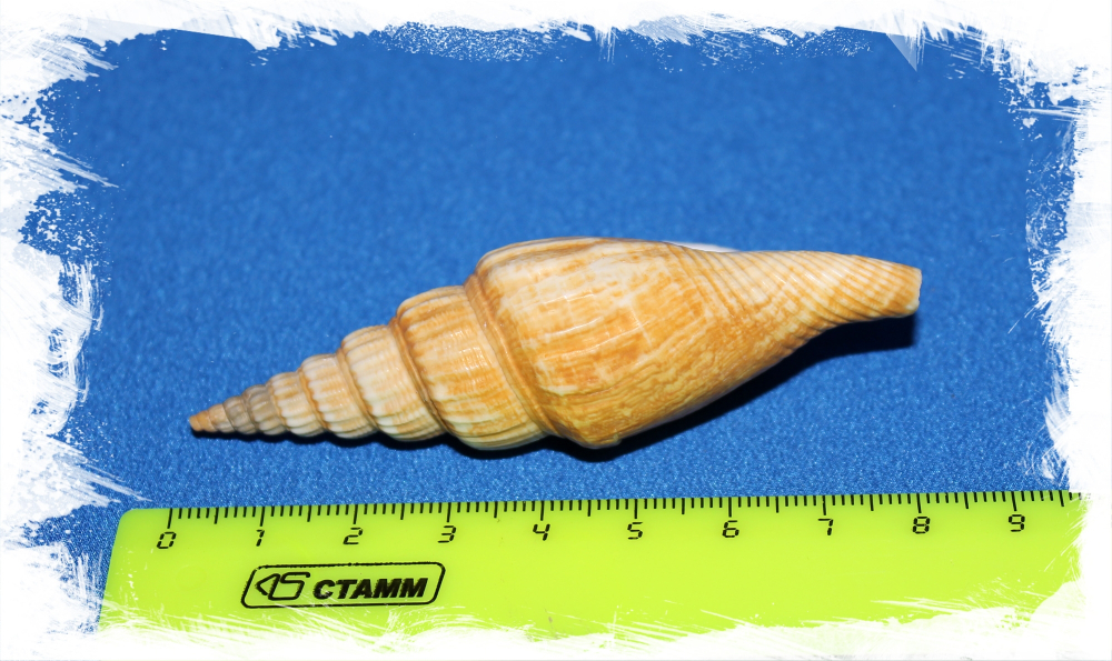 Стромбус Виттатус, 7-9см, 1шт