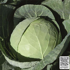 Артост F1 семена капусты белокочанной (Bejo / Бейо)