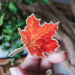 PACK HERBARIUM