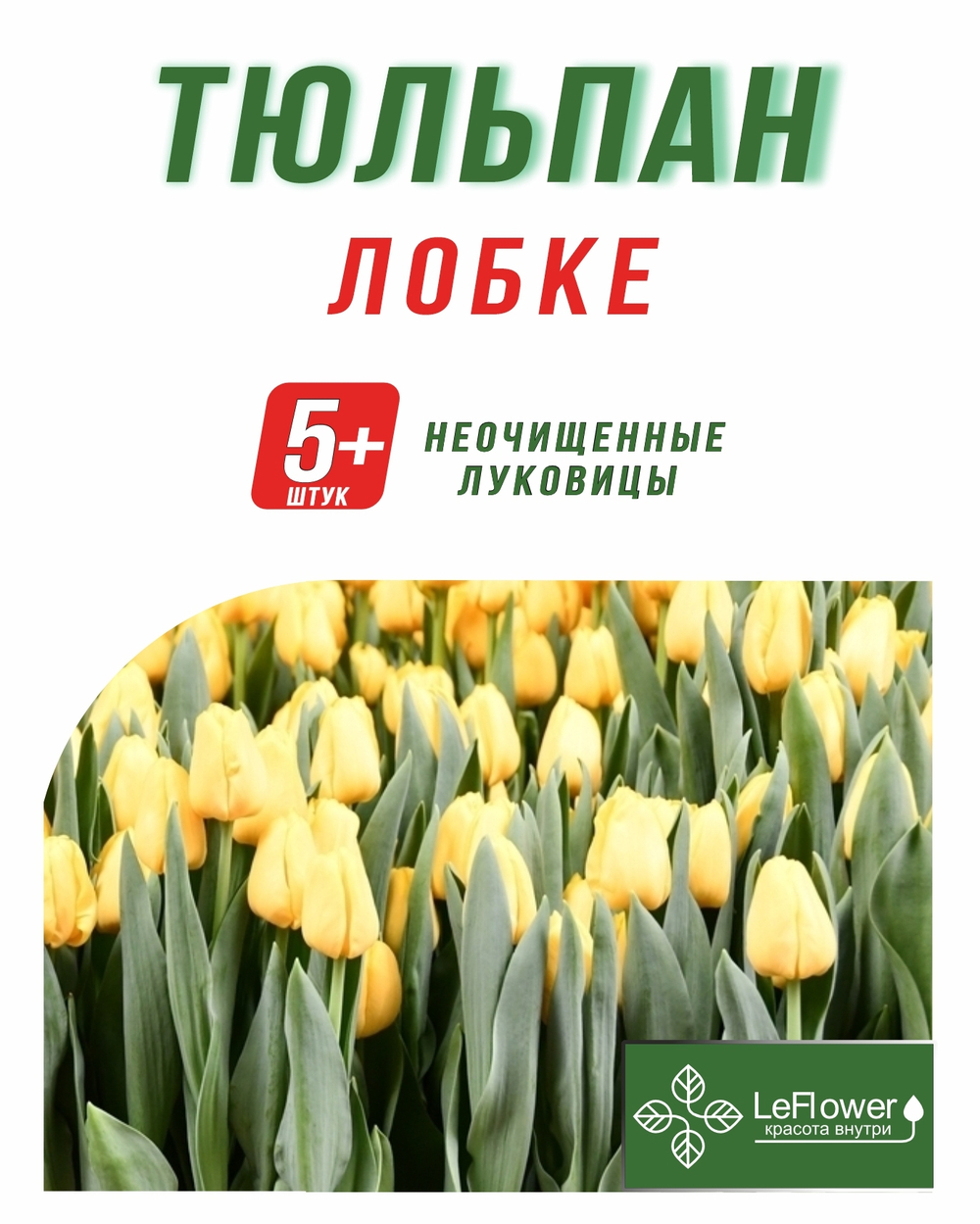 Тюльпан Луковица, Лобке, 5+шт