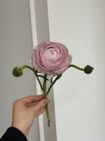 Ранункулюс в лавандовом оттенке