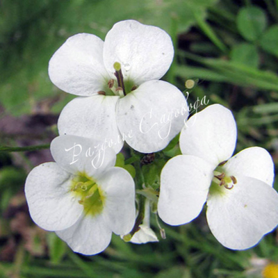 Арабис альпийский