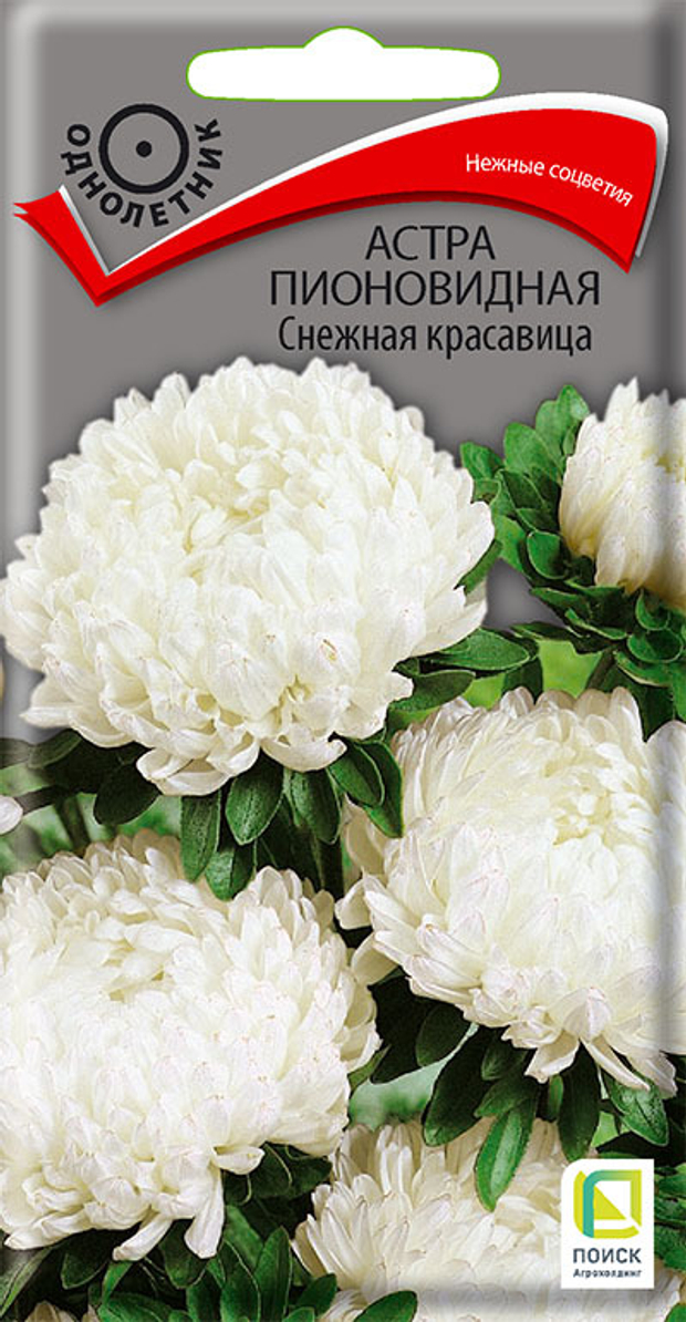 Астра пионовидная Снежная красавица