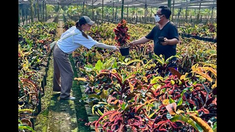 30 старых и новых сортов кротонов на ферме. Январь 2026