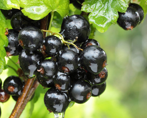 Куст Смородина сортовая