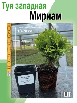 Туя саженец западная Мириам хвойные