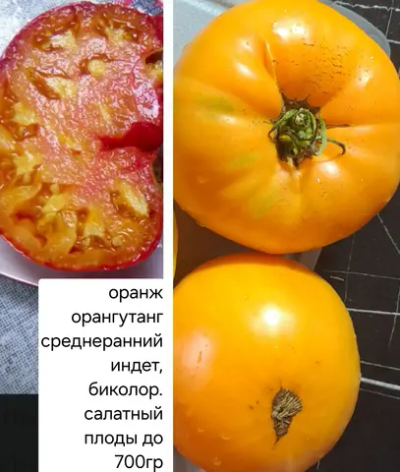 ОРАНГУТАНГ