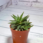 Aloe Pepe (Алоэ)