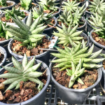 Сансевиерия NILIN