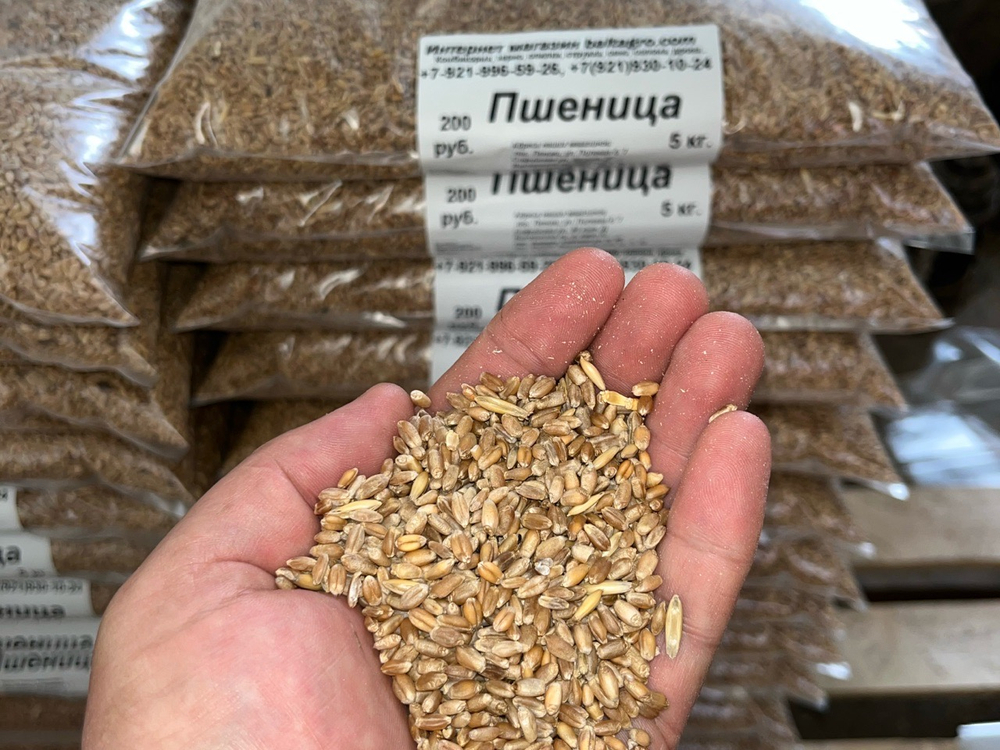 Пшеница 5 кг в Пос Ропша.