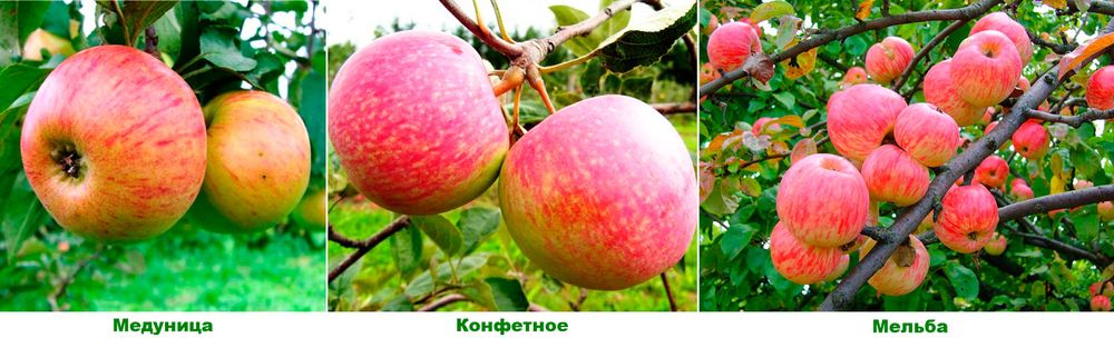 Яблоня Дерево-сад 3 сорта Мелба/Конфетное/Медуница подвой 54-118 полукарликовый С5 Закупка М69 июнь 2026