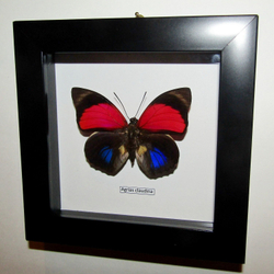 Бабочка Agrias claudina в рамке