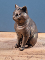 Американская короткошерстная кошка