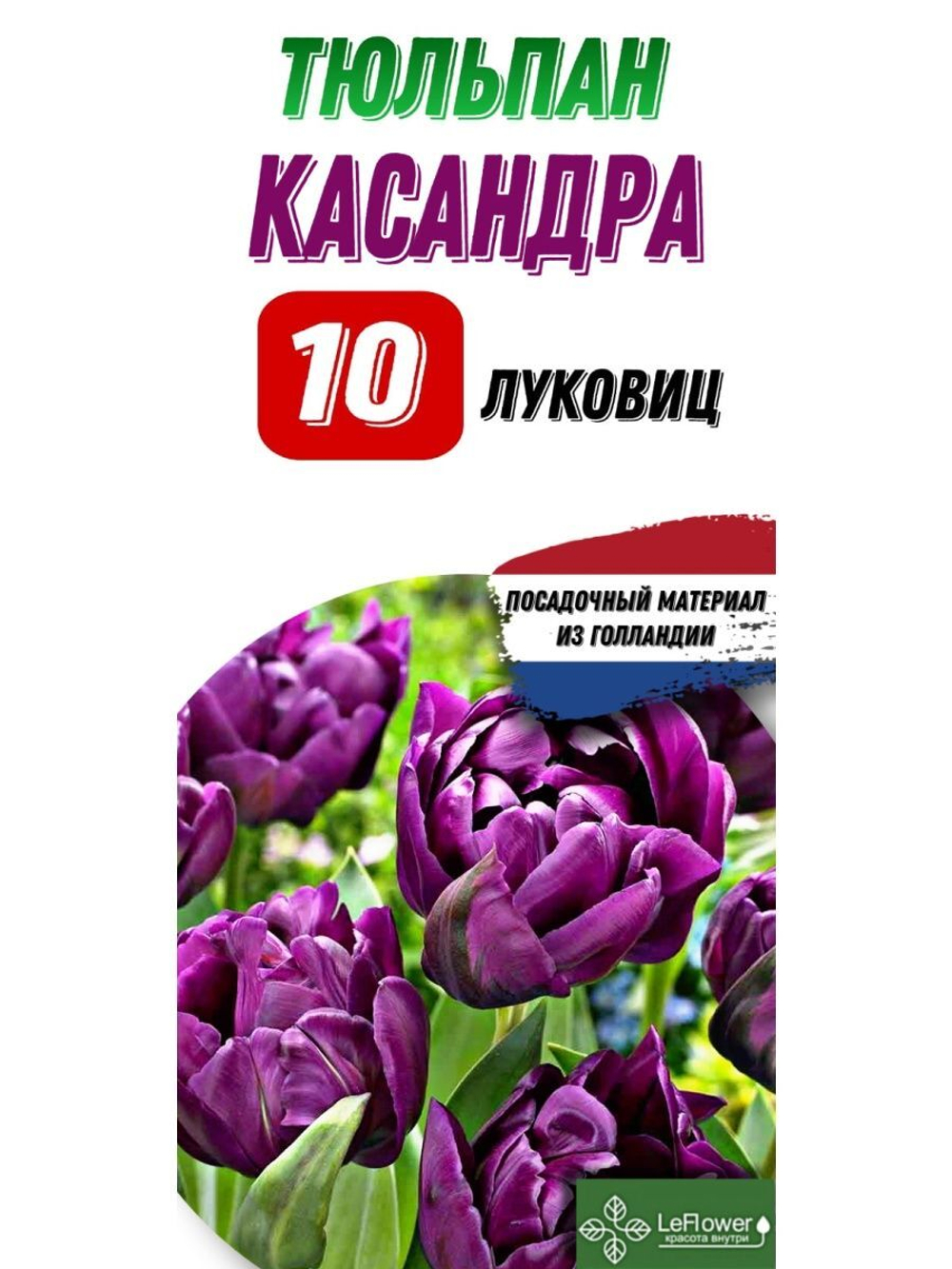 Тюльпан Луковица, Касандра, 10шт