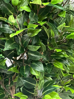 Фикус Бенджамина Новый 180 см.