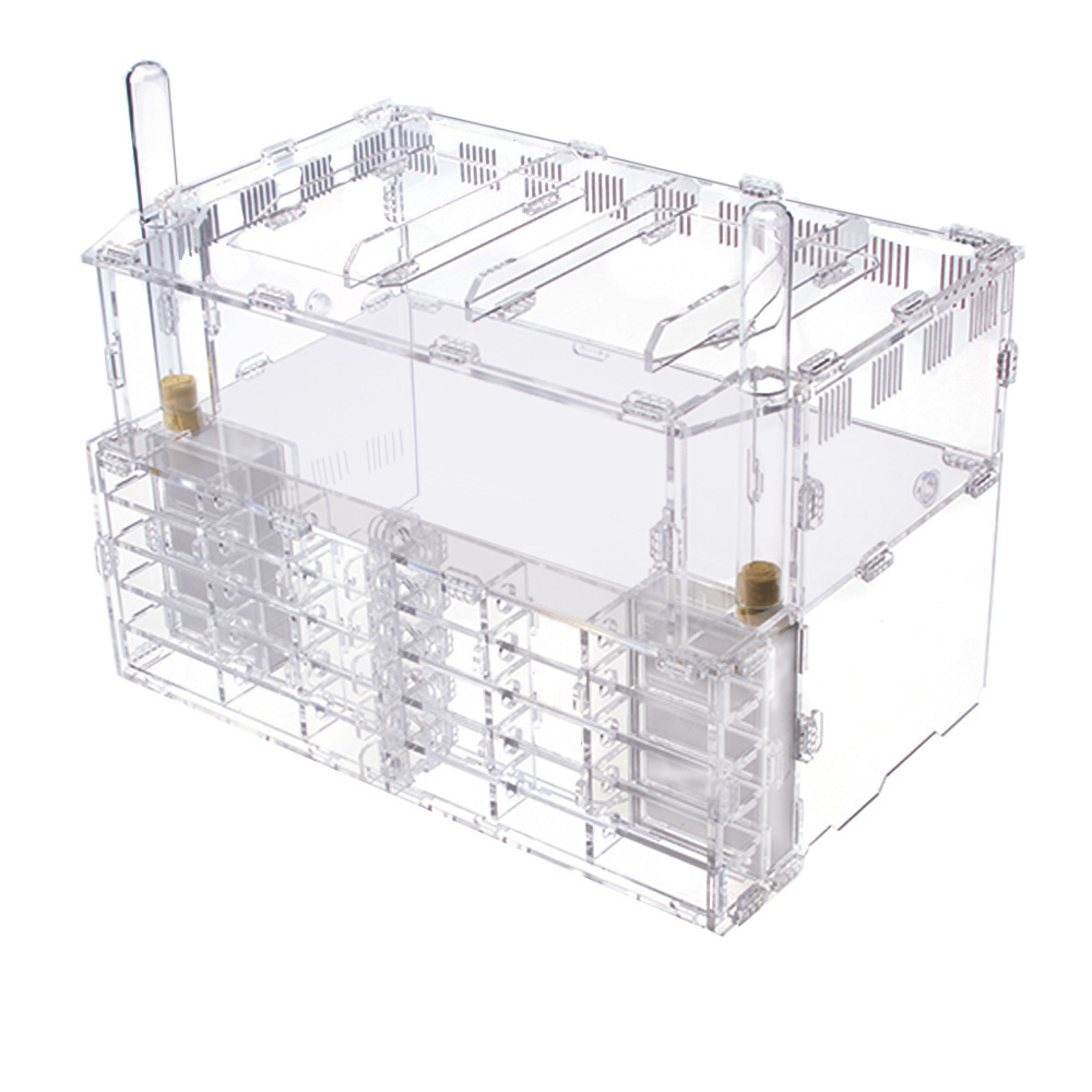 Crystal XL pro + колония Camponotus nicobarensis