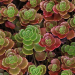 Очиток Coccineum